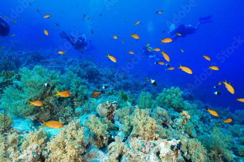 Fototapeta Naklejka Na Ścianę i Meble -  Scuba Diving the Red Sea, Egypt