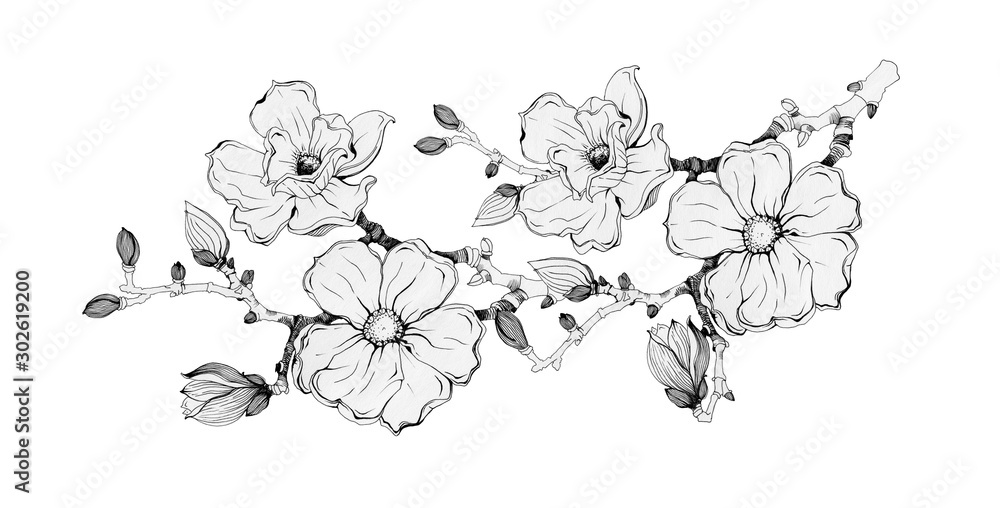 Magnolia tree branch with flowers and buds black ink illustration. Hand ...