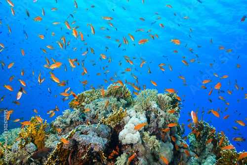 Fototapeta Naklejka Na Ścianę i Meble -  Scuba Diving the Red Sea, Egypt