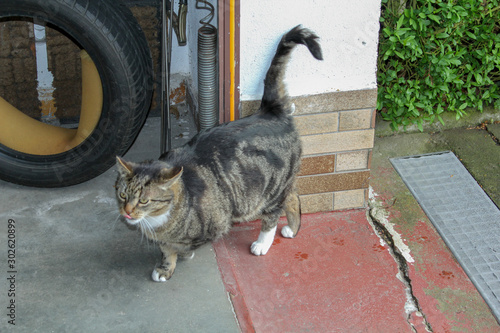  large gray tabby cat goes licking his lips past the tire