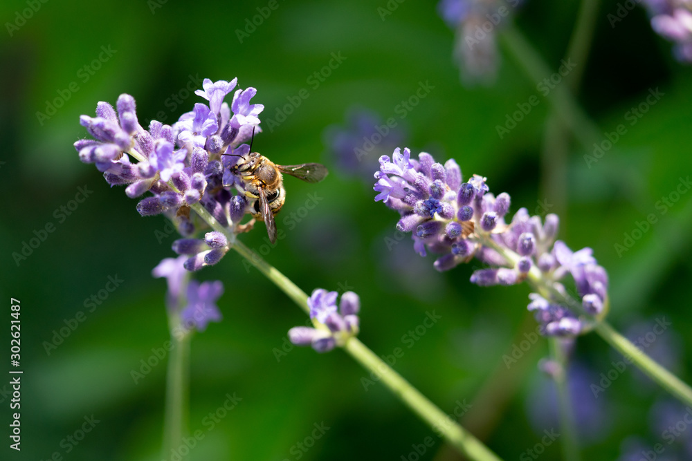 Obraz premium Detail of a bee on lavender flower