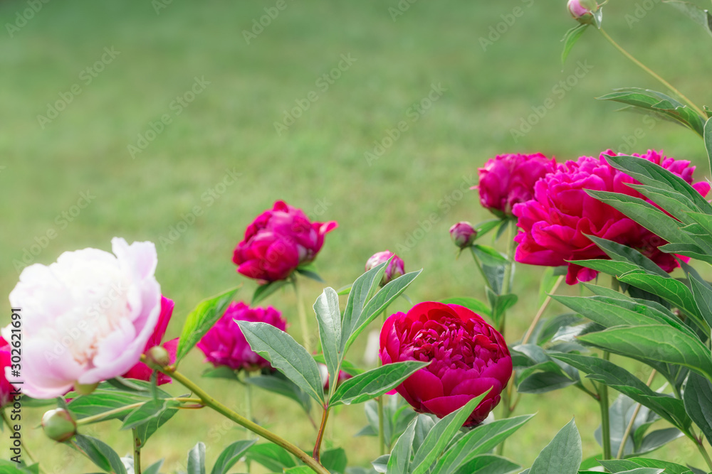 Obraz premium Beautiful pink and purple flowers peonies in garden close up.