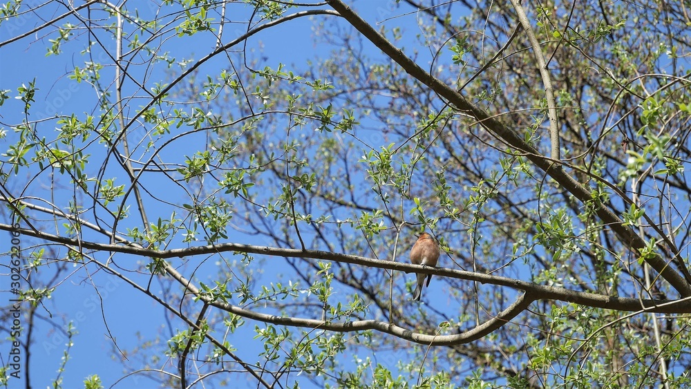 A finch sits on a branch against a blue sky. A finch sits on a branch against a blue sky.