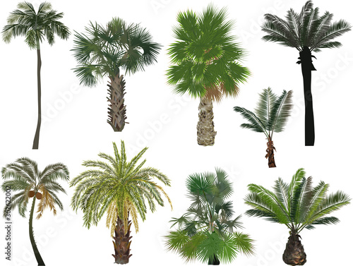 nine green palm trees isolated on white