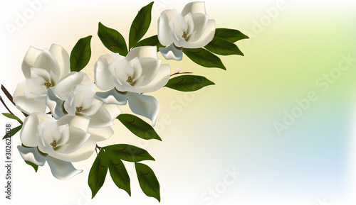 white magnolia blossom on light background