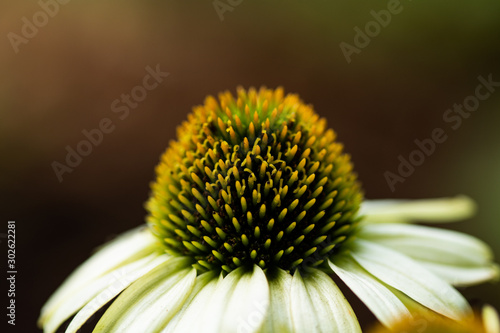 yellow flower