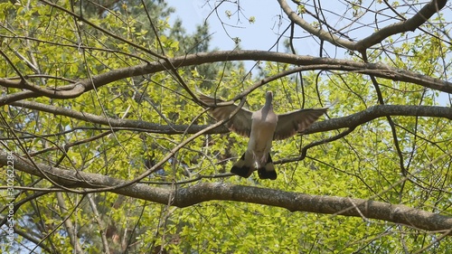  Forest pigeon flies against the background of a spring forest.