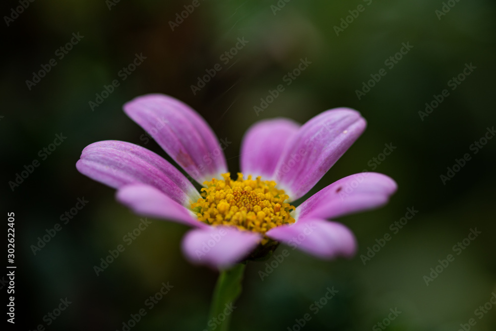pink flower pink flower