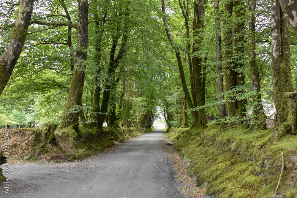 Fototapeta premium Arbres moussus