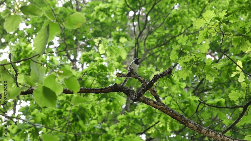 Wagtail on an oak branch in the forest Wagtail on an oak branch in the forest