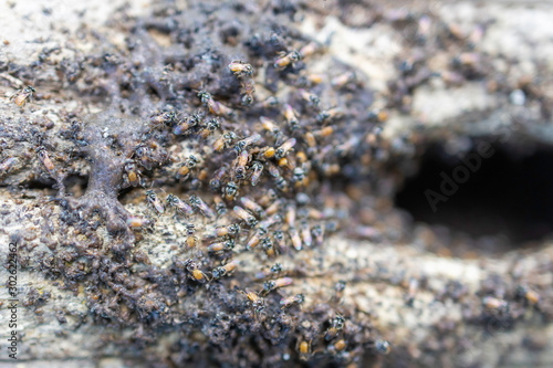 A group of termites are eating and destroying wood.