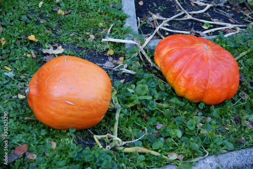orange,huge pumpkinns in a garden