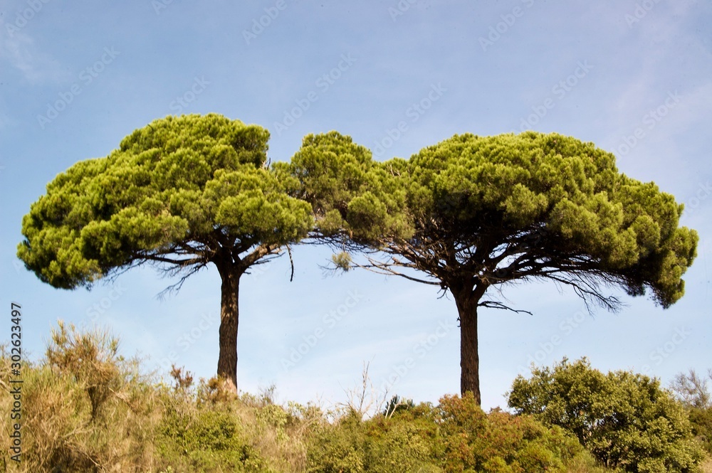 nubes de árbol nubes de árbol