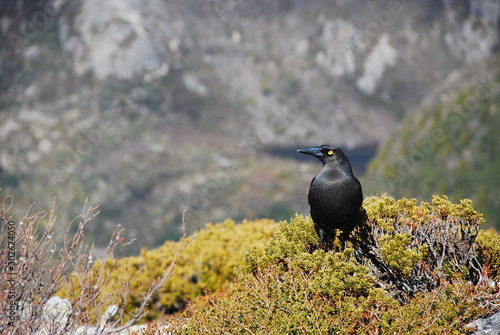tasmania