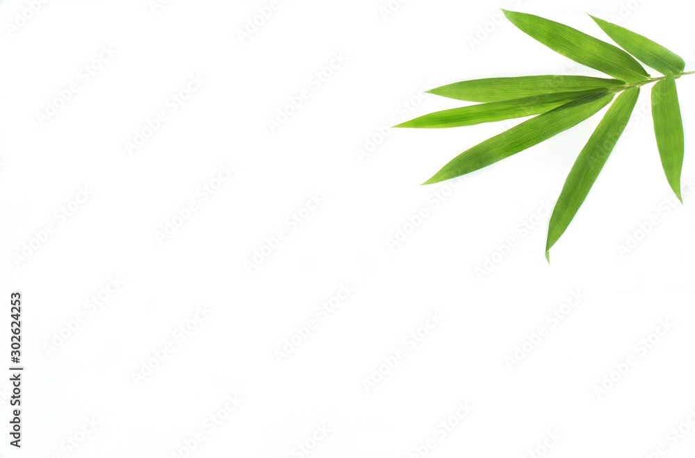 bamboo background with green leaves