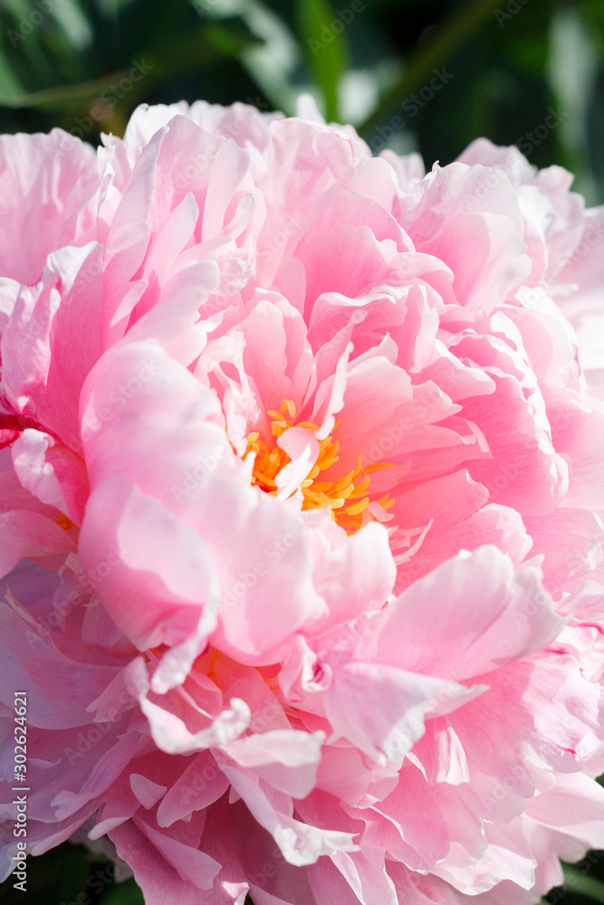 Naklejka premium natural background of delicate petals of pink garden peony close up
