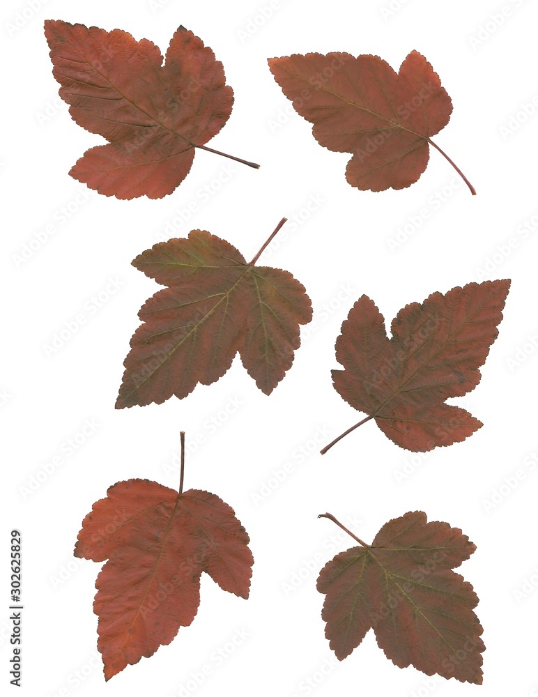 Fototapeta premium multicolor various leaves of tree and bush at autumn