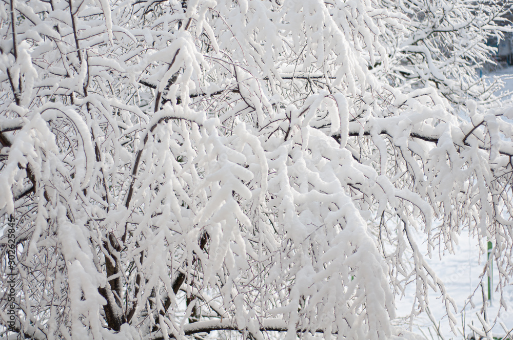 Fototapeta premium Tree branches covered with fluffy clear white snow.