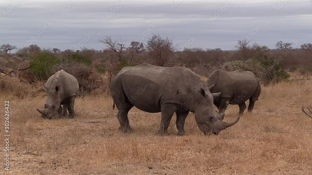 Wide shot of several southern white rhino grazing together in windy conditions in Africa. Wide shot of several southern white rhino grazing together in windy conditions in Africa.
