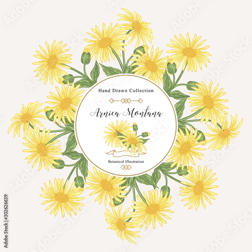 Arnica montana round frame. Flowers and leaves hand drawn. Medical herbs. Vector illustration vintage.