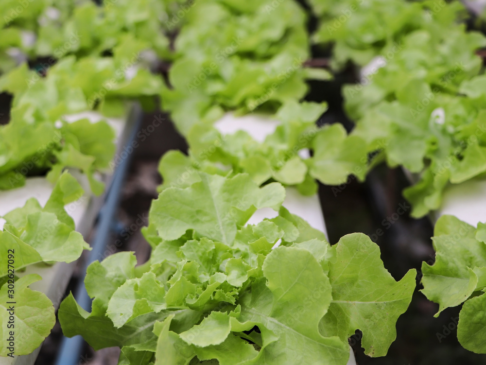 Fototapeta premium Fresh green oak lettuce vegetable in hydoponic farm.