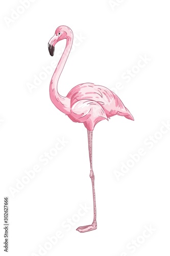 Long legged pink flamingo vector illustration