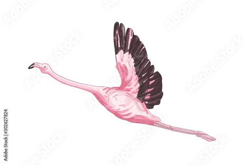 Flying flamingo vector illustration