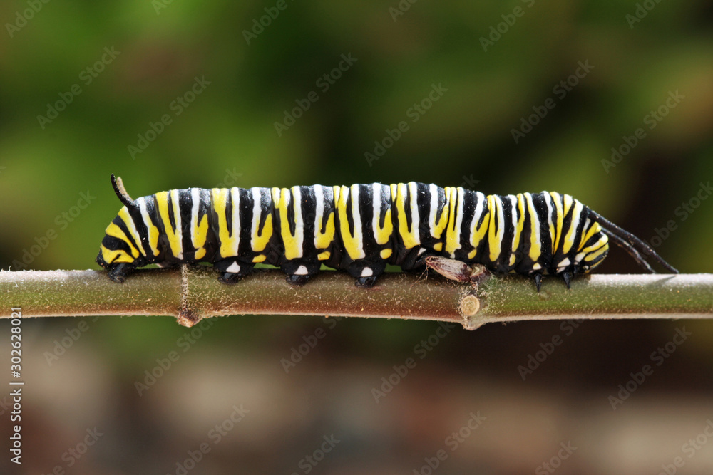 Fototapeta premium Monarchfalter Raupe