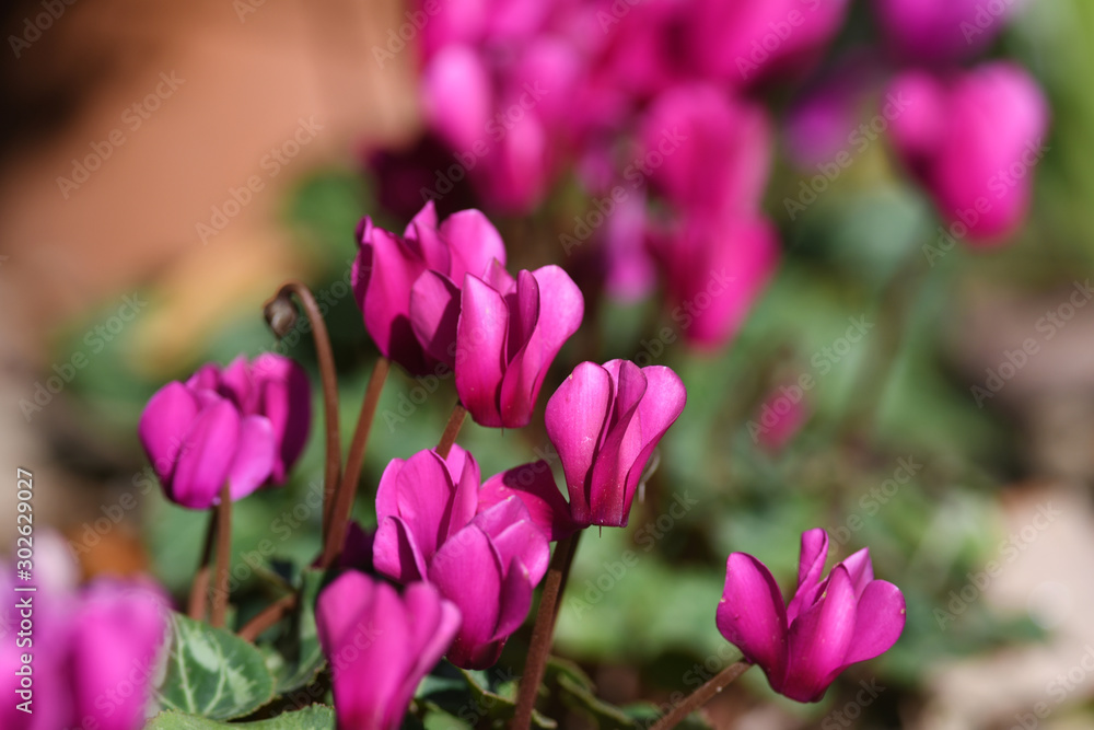 ピンク色のシクラメンの花
