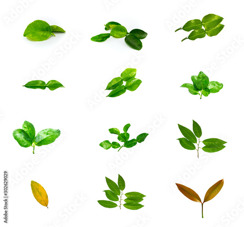 Set of tropical leaves isolated on white background.