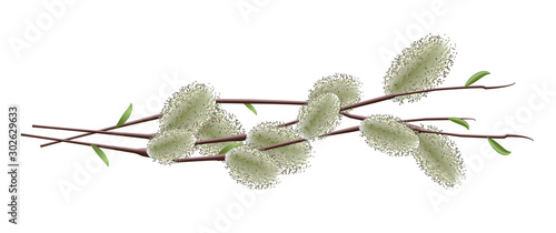 Realistic blooming willow branches isolated on white background. Spring vector illustration.