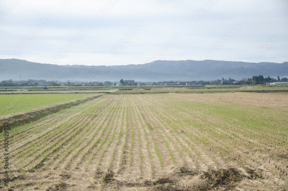Rice field in Sado Island, where crested ibises live Rice field in Sado Island, where crested ibises live