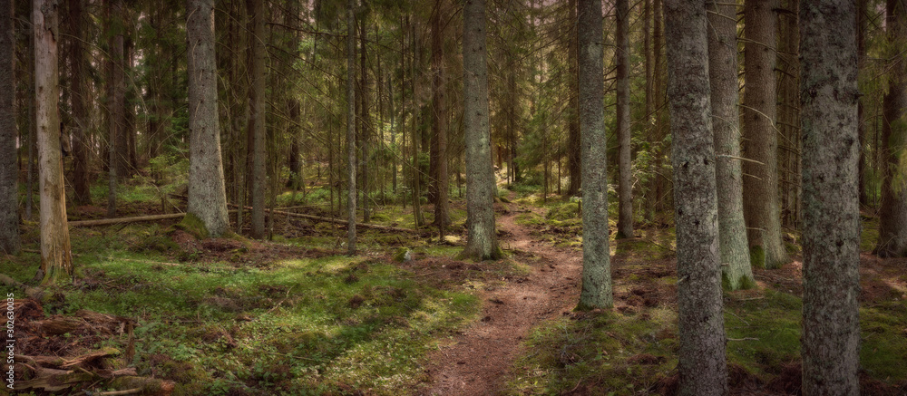 Panorama of a forest view with a path in the middle of the image Panorama of a forest view with a path in the middle of the image