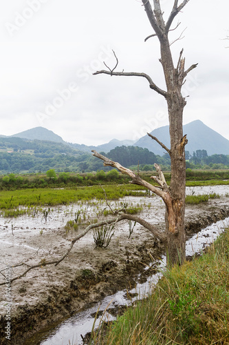 Urdaibai marshes walk in Vizcaya province, Spain