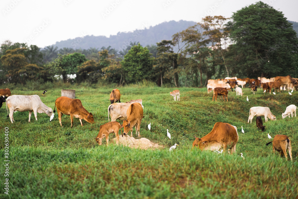 Cows grazing on a green field in a village in a tropical country. Cows grazing on a green field in a village in a tropical country.