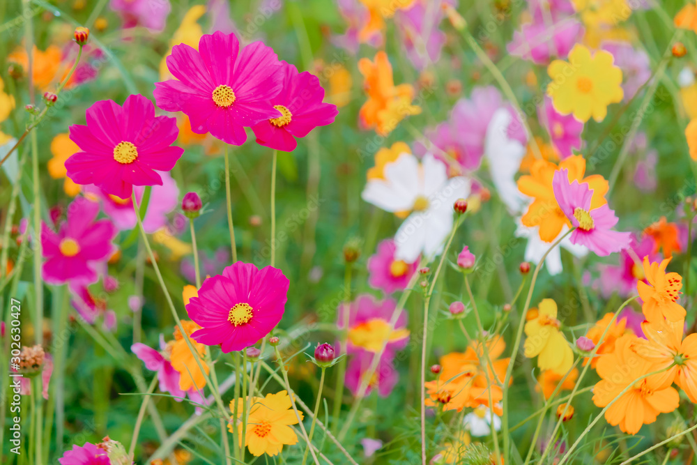 Soft And select Focus,A colorful field of Cosmos Flower is planted for visitors to visit the Cosmos Flower in the winter and the Cosmos Field. Flower is also the meeting of couples on Valentine's Day.