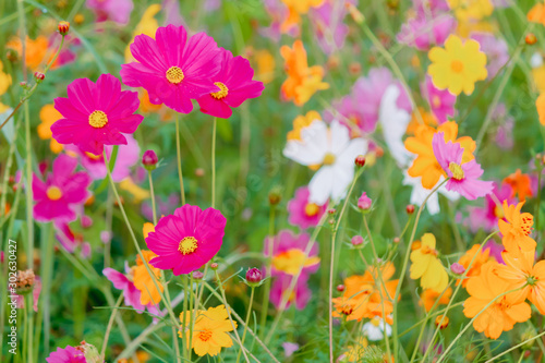 Soft And select Focus,A colorful field of Cosmos Flower is planted for visitors to visit the Cosmos Flower in the winter and the Cosmos Field. Flower is also the meeting of couples on Valentine's Day. © thatinchan