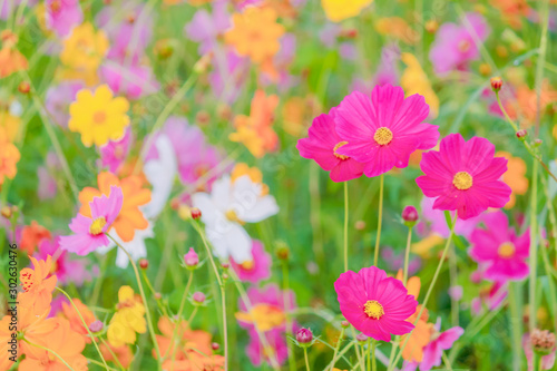 Soft And select Focus A colorful field of Cosmos Flower is planted for visitors to visit the Cosmos Flower in the winter and the Cosmos Field. Flower is also the meeting of couples on Valentine s Day.