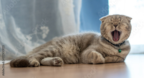 Fototapeta Naklejka Na Ścianę i Meble -  The British Shorthair cat cute happy to play pet animal relax sleeps