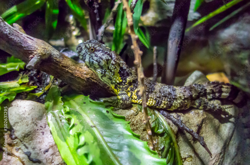 Obraz premium Chinese crocodile lizard