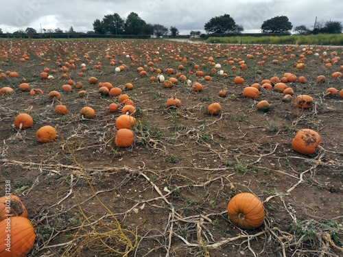 Pumpkin farm