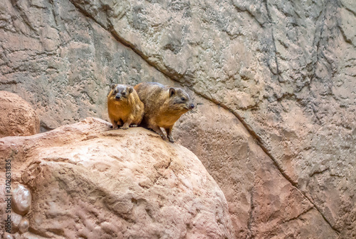 rock hyrax in stony ambiance