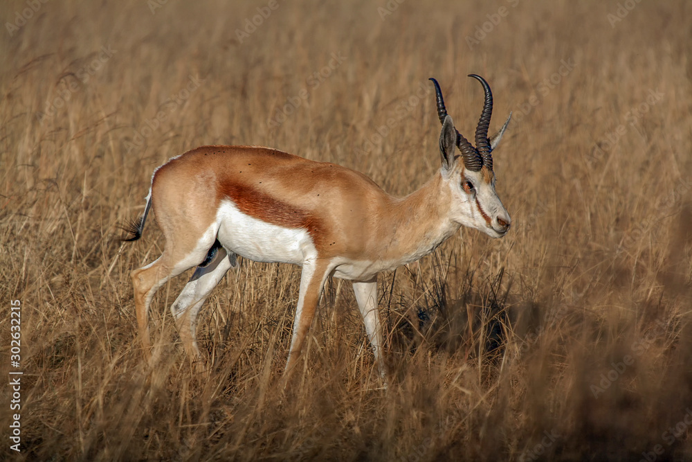 Obraz premium A lone Springbok (Antidorcas marsupialis) in South Africa