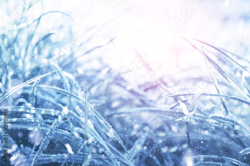 Blue tinted winter background, morning frost on the grass, sunlight with copy space © Laura Сrazy