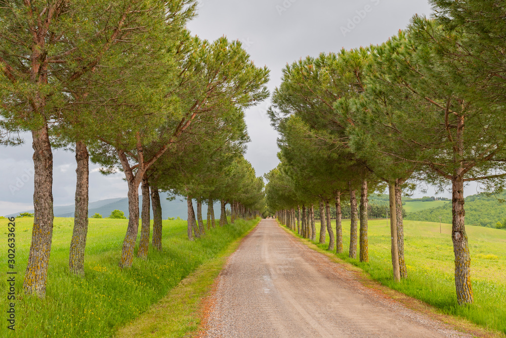 Naklejka premium Scenic rural landscape of maritime pine trees a long the road in the natural park of Tuscany, Italy.
