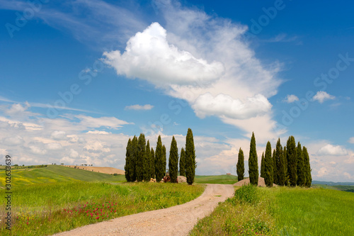 Group of Cypresses in cornfield  San Quirico d Orcia  Val d Orcia  Tuscany  Italy.