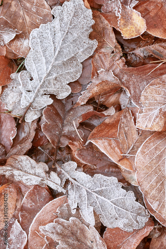 Close-up of frozen brown leaves in the winter forest