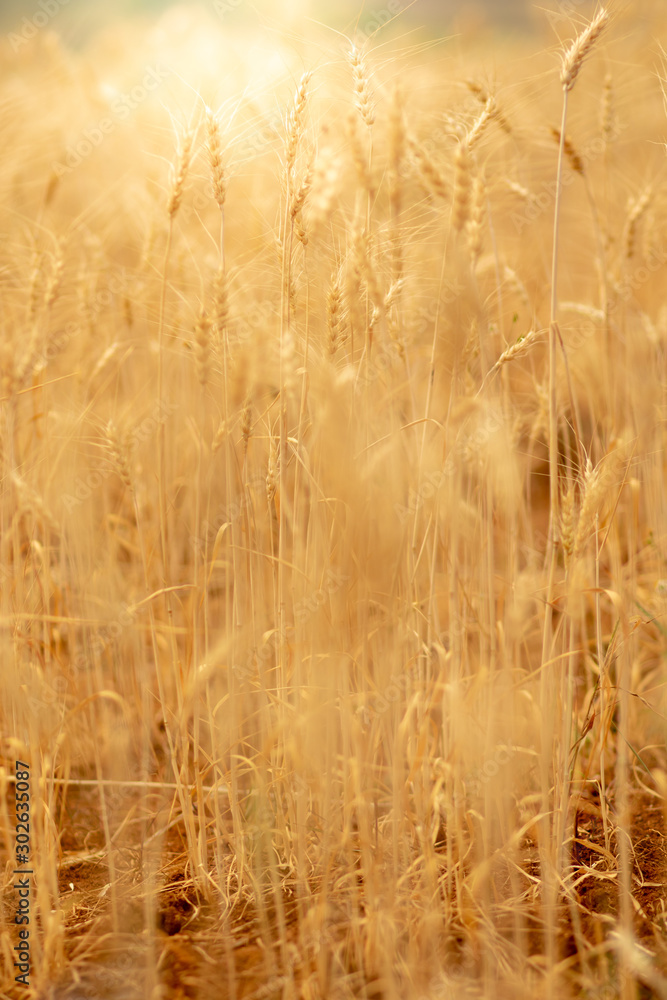 Fototapeta premium Wheat crop field. Ears of golden wheat close up. Ripening ears of wheat field background. Rich harvest Concept.