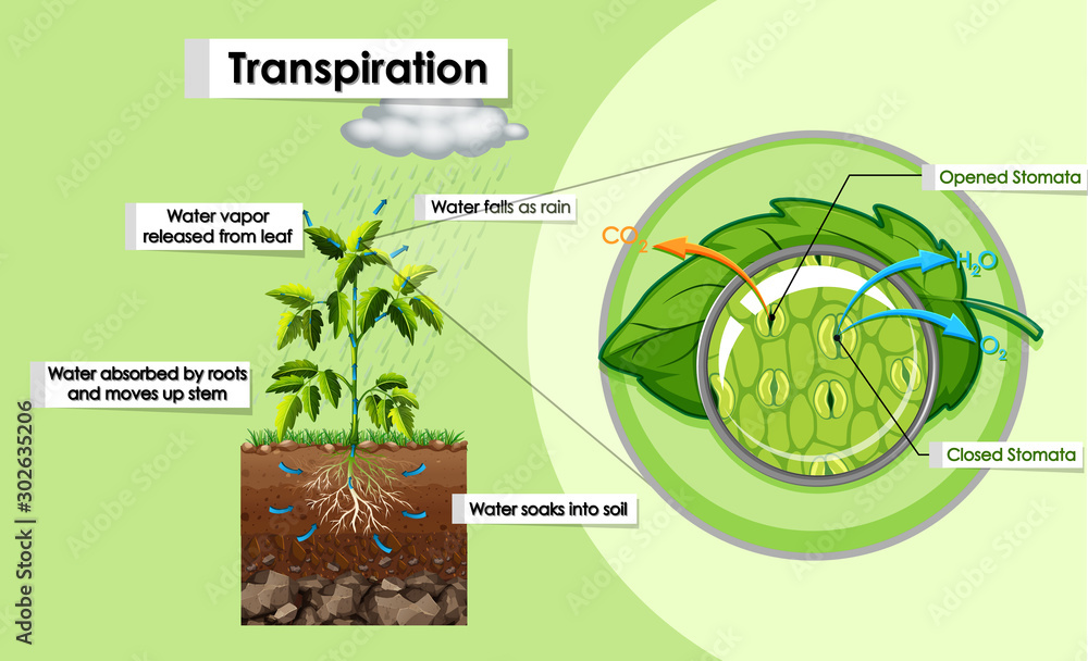 Diagram showing transpiration in plant Stock Vector | Adobe Stock