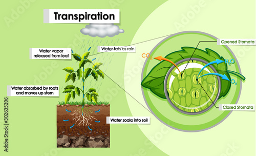 Diagram showing transpiration in plant